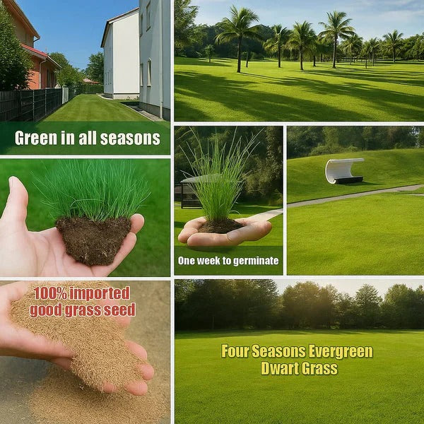 🌱 Evergreen dwarf grass seed for four seasons🏆100K+ SOLD!-Viral