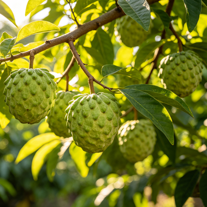 🍈 Sugar Apple Home Growing Kit - Juicy & Tender-Viral