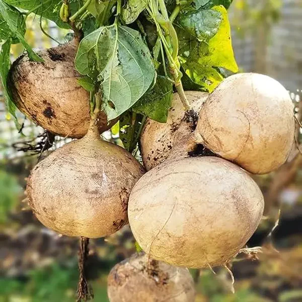🌱Jicama Growing Kit – High-Yield "Mexican Turnip" for Home Gardening🌿🍠-Viral