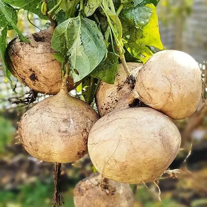 🌱Jicama Growing Kit – High-Yield "Mexican Turnip" for Home Gardening🌿🍠-Viral