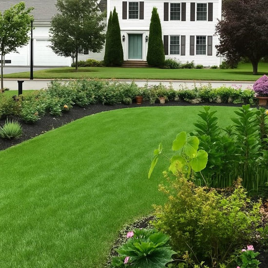🌱 Evergreen dwarf grass seed for four seasons🏆100K+ SOLD!-Viral
