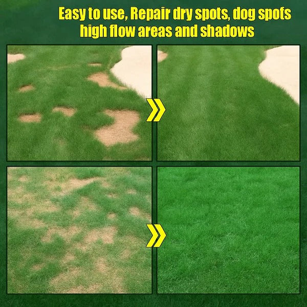 🌱 Evergreen dwarf grass seed for four seasons🏆100K+ SOLD!-Viral