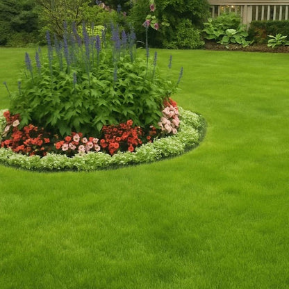 🌱 Evergreen dwarf grass seed for four seasons🏆100K+ SOLD!-Viral
