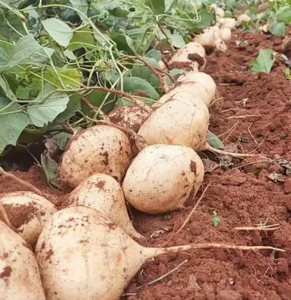 🌱Jicama Growing Kit – High-Yield "Mexican Turnip" for Home Gardening🌿🍠-Viral