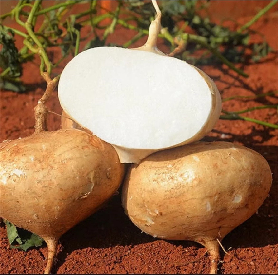 🌱Jicama Growing Kit – High-Yield "Mexican Turnip" for Home Gardening🌿🍠-Viral